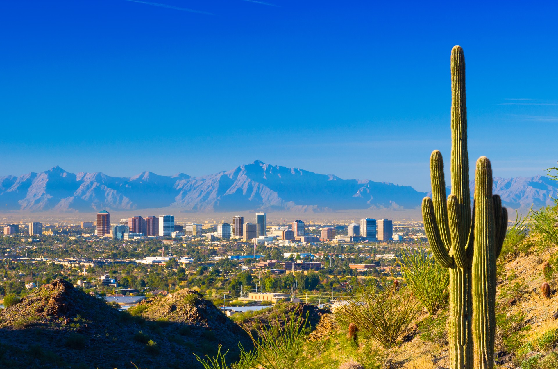 Phoenix skyline and cactus